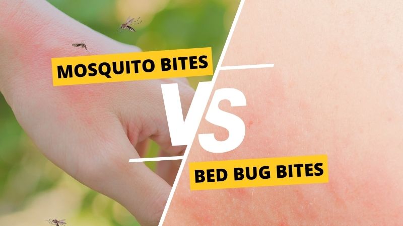 Bed Bug Bites vs. Mosquito Bites: What's the Difference?