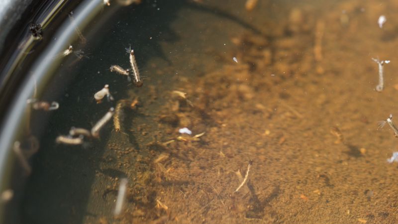 mosquito larvae in dirty water