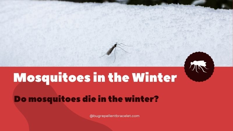 what happens to mosquitoes in the winter