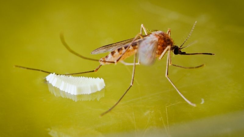 Mosquitoes leave eggs in water
